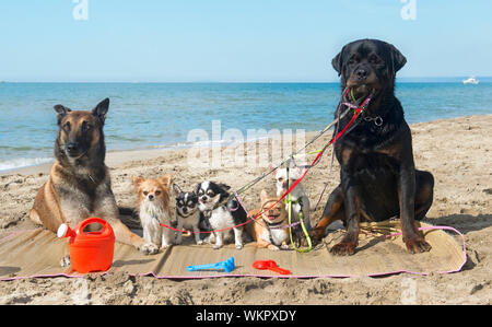 group of purebred dogs on the beach Stock Photo