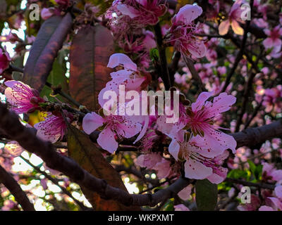 Scientific name is Prunus mume: Japanese apricot Lima Peru Stock Photo