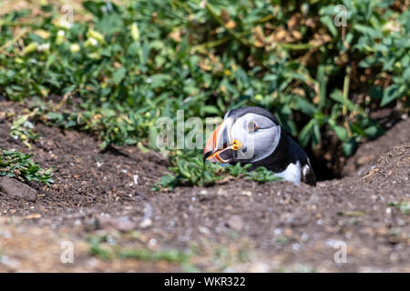 Puffin (Fratercula arctica), Emerging from Burrow Stock Photo