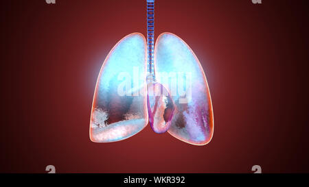 3D illustration of human lungs filled with Oxygen. Stock Photo