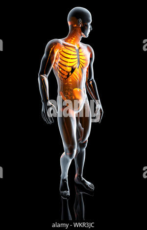 3D rendered Anatomy Illustration of a male human body with the Skeleton visible. Stock Photo
