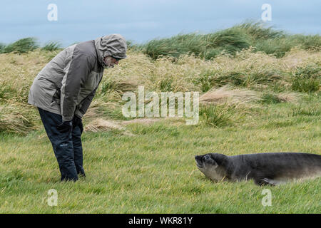 Adult man encountering a baby Southern Elephant Seal, Mirounga leonina, Sea Lion Island, in the Falkland Islands, South Atlantic Ocean Stock Photo