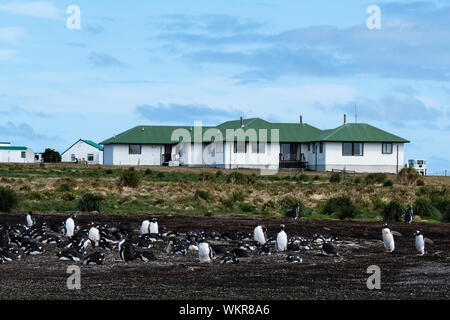 Colony of Gentoo Penguins, Pygoscelis papua, in front of the Sea Lion Lodge, Sea Lion Island, in the Falkland Islands, South Atlantic Ocean Stock Photo