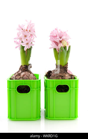 two pink Hyacinths with flower bulbs in green crates Stock Photo