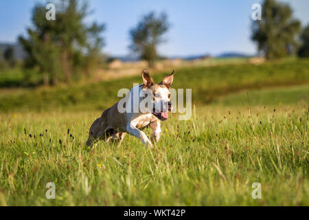 Young 8-months-old Pit Bull running on the meadow on a sunny day Stock Photo