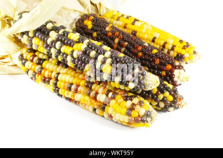 Indian Corn Isolated on a White Background Stock Photo