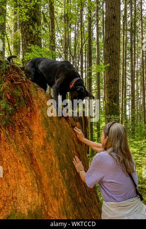 Woman in forest with black lab dog. Stock Photo