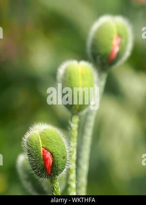 group of three red ornamental poppy flowers (Papaver orientale) two bursting out of their prickly buds in a garden in Cumbria, England, UK Stock Photo