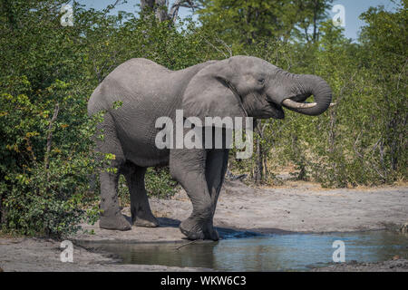 Elephant Drinking Water From Pond In Forest
