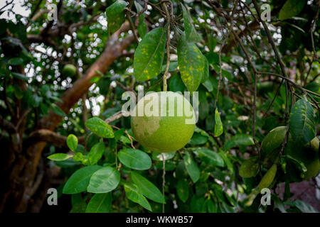 A green Pomelo fruit hanging on the tree. Also call green Grapefruit. Stock Photo