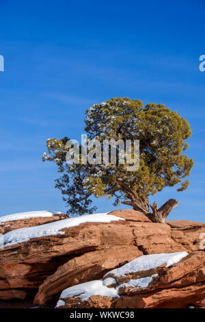 Light snow and junipers on the rocks, Dead Horse Point State Park, Utah, USA Stock Photo