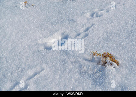 Snow and hoar frost with rabbit tracks, Dead Horse Point State Park, Utah, USA Stock Photo