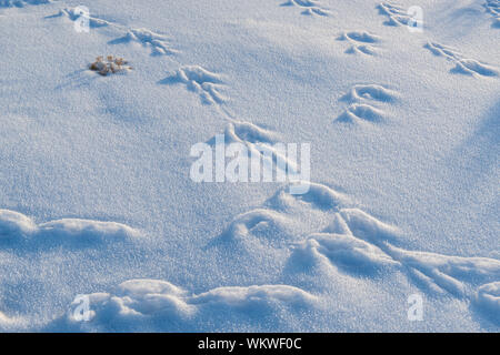 Rabbit tracks in winter, Dead Horse Point State Park, Utah, USA Stock Photo