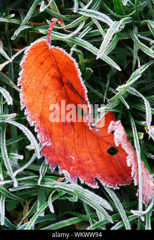 Frosty red fallen leaf lying on frozen grass on a cold fall morning Stock Photo