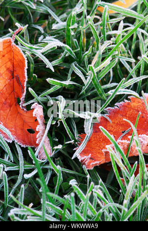 Frosty red fallen leaves lying on frozen grass on a cold fall morning Stock Photo