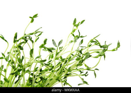 Green young pea sprouts isolated on white background Stock Photo