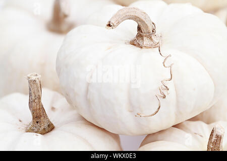 Close up of beautiful white pumpkins. Extreme shallow depth of field. Stock Photo