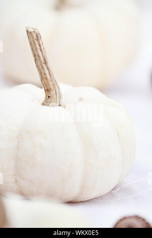 Beautiful table decorations of white pumpkins with extreme shallow depth of field. Stock Photo