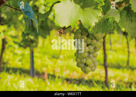 grapevine with white grapes hanging in the vineyard Stock Photo