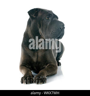 female shar pei in front of white background Stock Photo