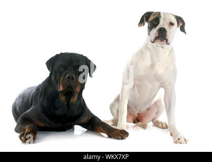 portrait of a purebred american bulldog and rottweiler on a white background Stock Photo