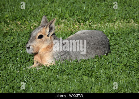 Patagonian mara - Dolichotis patagonum Stock Photo