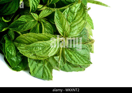 Bunch of Fresh Wet Leafs of Lemon Balm isolated on white background Stock Photo