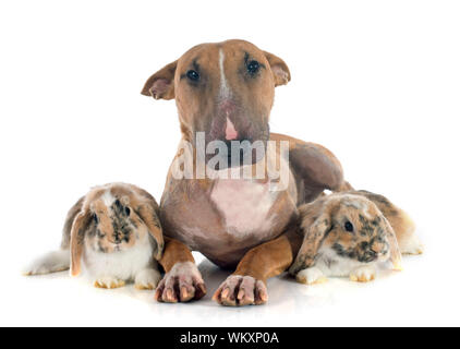 bull terrier and rabbit in front of white background Stock Photo