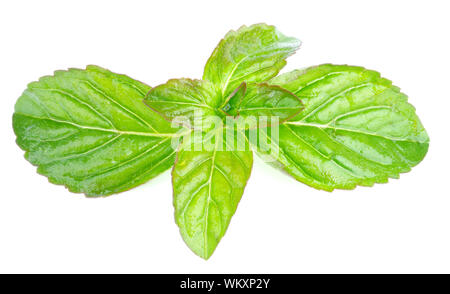 Fresh Wet Leafs of Lemon Balm isolated on white background Stock Photo