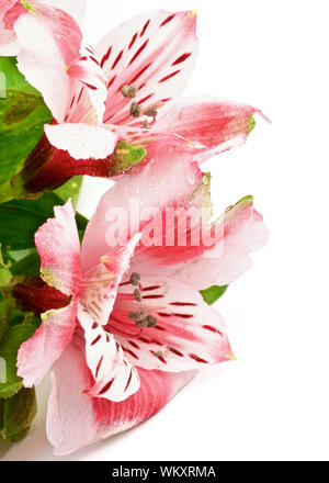 Flower Heads of Beauty Pink Alstroemeria with Leafs isolated in white background Stock Photo
