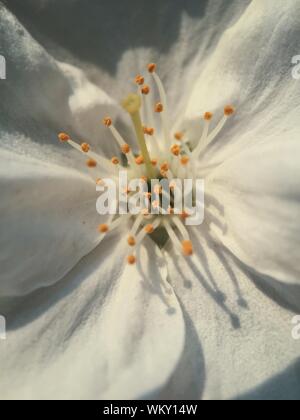 Full Frame Shot Of White Hibiscus