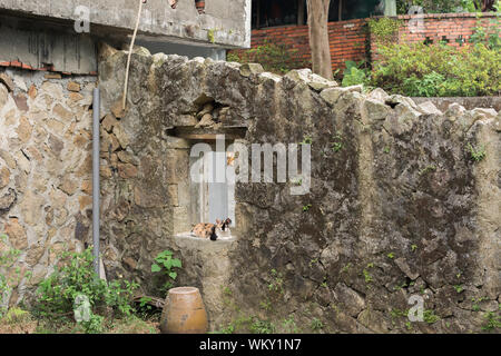 Tortoiseshell cat sitting on the window of the ruins in the cat village of Houtong, Taiwan. Stock Photo
