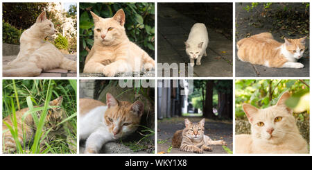 Collection of cat on the street in daytime. Stock Photo