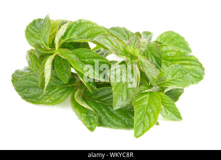 Stack of Fresh Wet Leafs of Lemon Balm isolated on white background Stock Photo