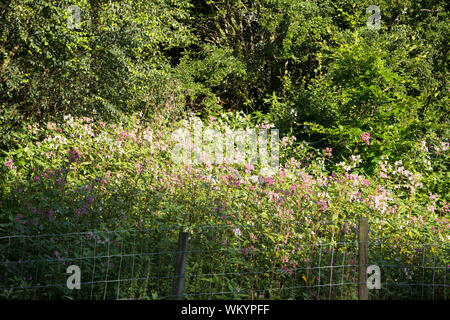 Himalayan Balsam a highly invasive alien plant species which is rapidly colonising the UK. Stock Photo