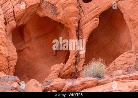 Weathered red rock formations in the desert, Valley of Fire State Park, Nevada, USA Stock Photo