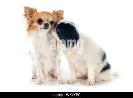 Japanese chin and 2024 long hair chihuahua