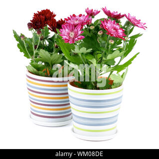 Pink and Ruby Colored Daisy Chrysanthemum (Chrysantheme) in Striped Pots isolated on white background Stock Photo