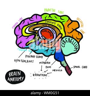 Colorful human brain anatomy vector illustration Stock Vector