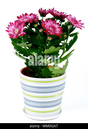 Dark Pink Daisy Chrysanthemum (Chrysantheme) in Striped Pot isolated on white background Stock Photo