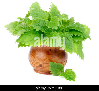 Bunch of Perfect Fresh Green Lemon Balm Leafs in Wooden Pot isolated on white background Stock Photo