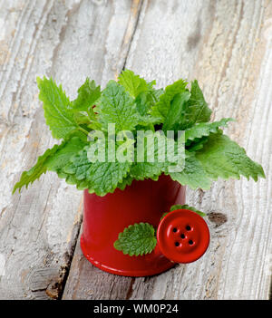 Bunch of Perfect Fresh Green Lemon Balm Leafs in Red Watering Can isolated on Rustic Wooden background Stock Photo