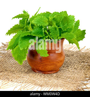 Bunch of Perfect Fresh Green Lemon Balm Leafs in Wooden Pot on Sackcloth isolated on white background Stock Photo