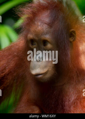 Borneo Orangutan Stock Photo