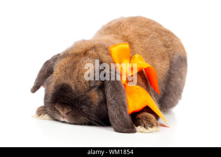 rabbit isolated on a white background Stock Photo