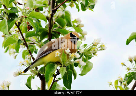 Beautiful cedar waxwing bird looking guilty after eating the flowers of an apple tree in bloom during spring season. Stock Photo