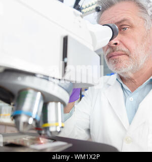 Senior head scientist  microscoping in the life science research laboratory ( diagnostics, biochemistry, pharmacy, genetics, forensics, microbiology, Stock Photo