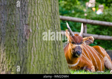 Bongo antelope in zoo Prague, clean day behind the tree Stock Photo