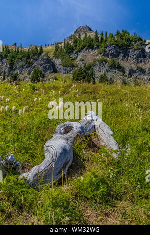 Subalpine meadow along the combined Pacific Crest Trail and Naches Peak Loop Trail in the William O, Douglas Wilderness of Wenatchee National Forest, Stock Photo