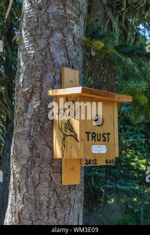 Mountain Bluebird, Sialia currucoides, nest box along the combined Pacific Crest Trail and Naches Peak Loop Trail in the William O, Douglas Wilderness Stock Photo